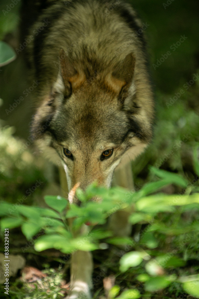 Fototapeta premium portrait of a wolf