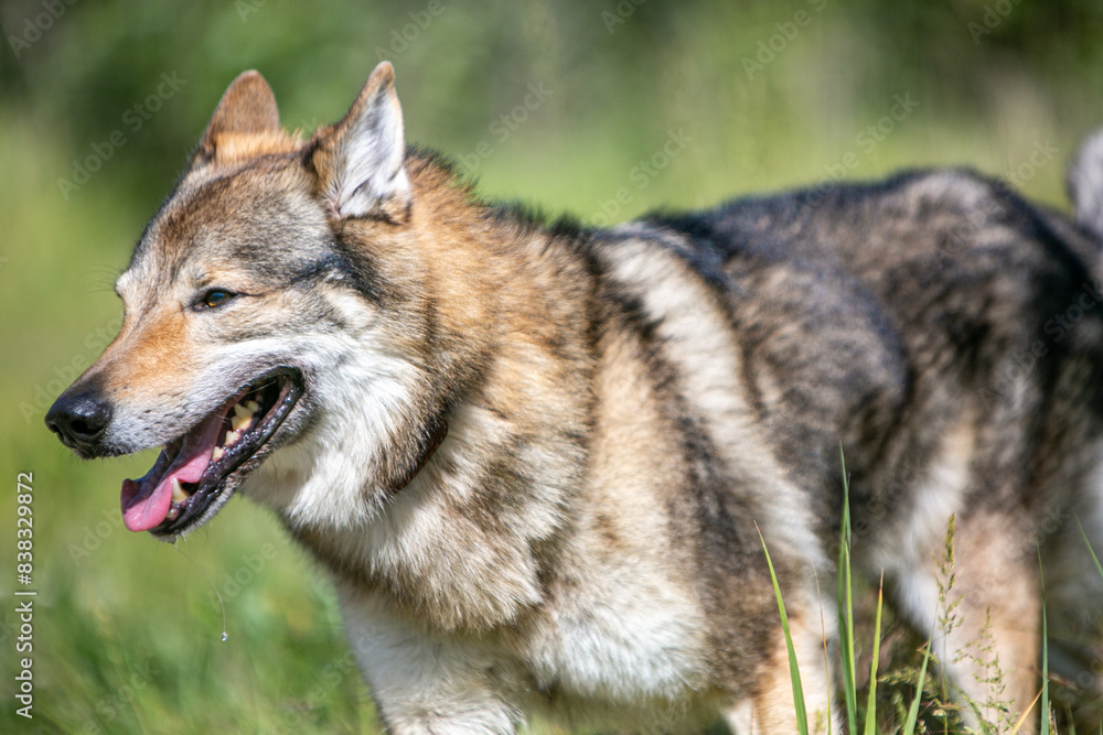 Fototapeta premium portrait of a wolf