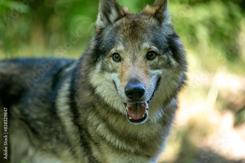 portrait of a wolf