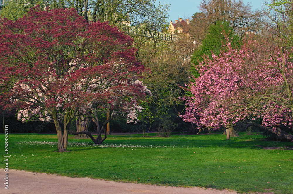 Beautiful blooming trees in the city park of Karlovy Vary, Czech Republic. Travel and tourism concept Beautiful blooming trees in the city park of Karlovy Vary, Czech Republic. Travel and tourism concept