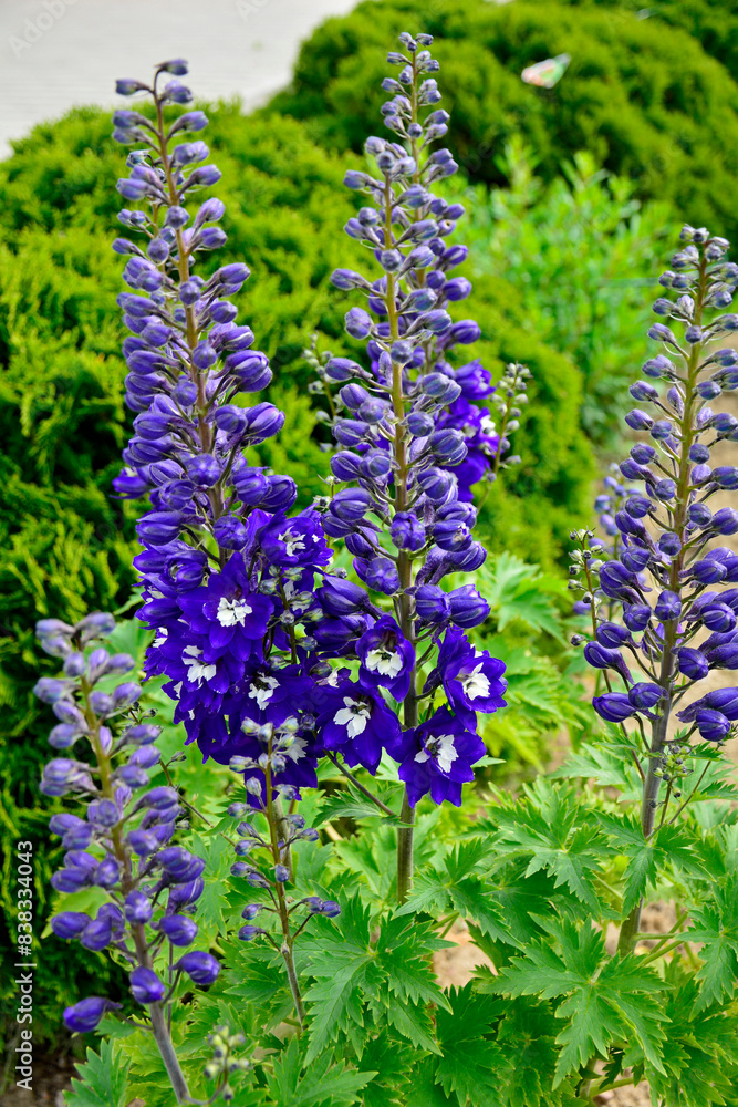 Violet flower of Delphinium variety Dark Blue White Bee, delphinium blue white, Ostróżka Wyniosła odmiana Dark Blue White Bee, (Delphinium elatum),
