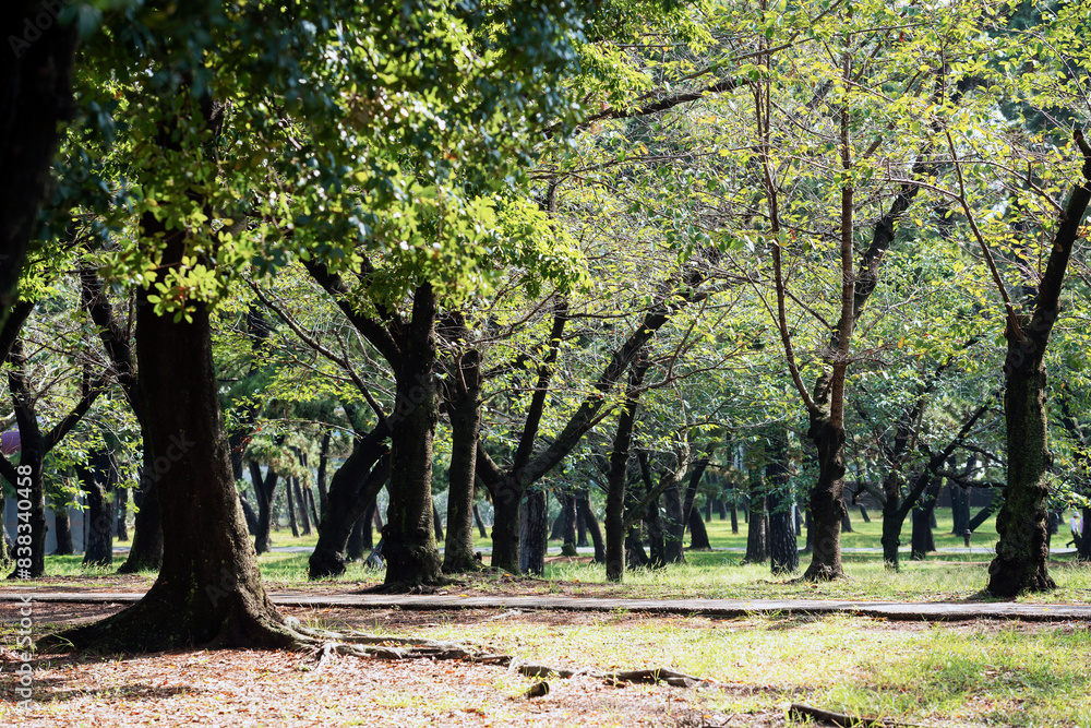 Naklejka premium 浜寺公園の風景
