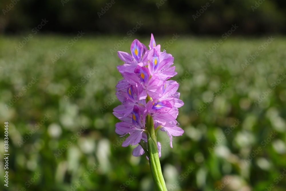 Invasive water hyacinth plant in Borneo, Malaysia Invasive water hyacinth plant in Borneo, Malaysia