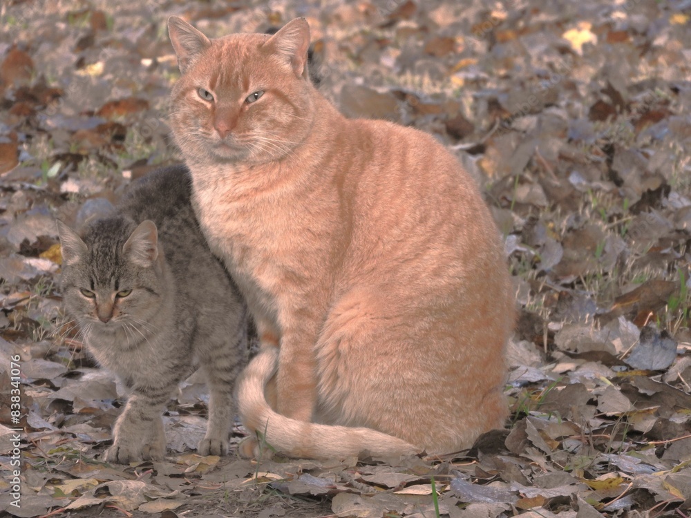 Gato dorado con su hermana de distinta camada posando al sol tenue de otoño. Gato dorado con su hermana de distinta camada posando al sol tenue de otoño.