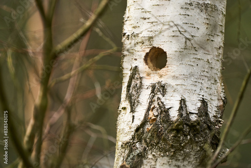 Dziupla wykuta w brzozie przez dzięcioła, służąca innym ptakom  jako gniazdo photo