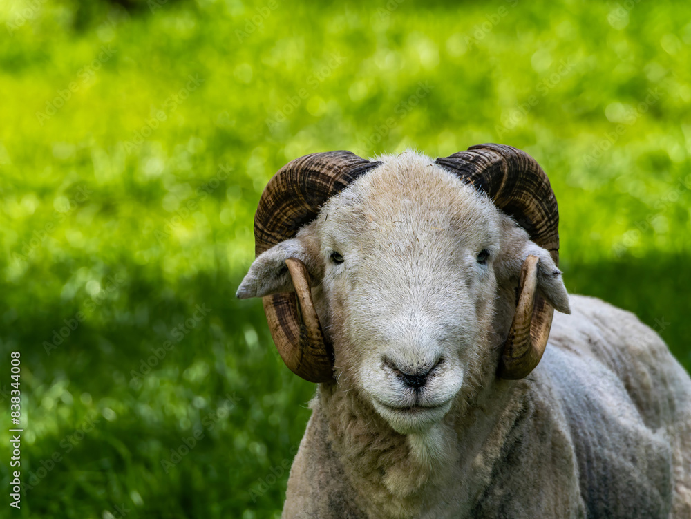 Wooly White Ram Sheep Laying Down in a Field. A majestic ram with large horns stands tall