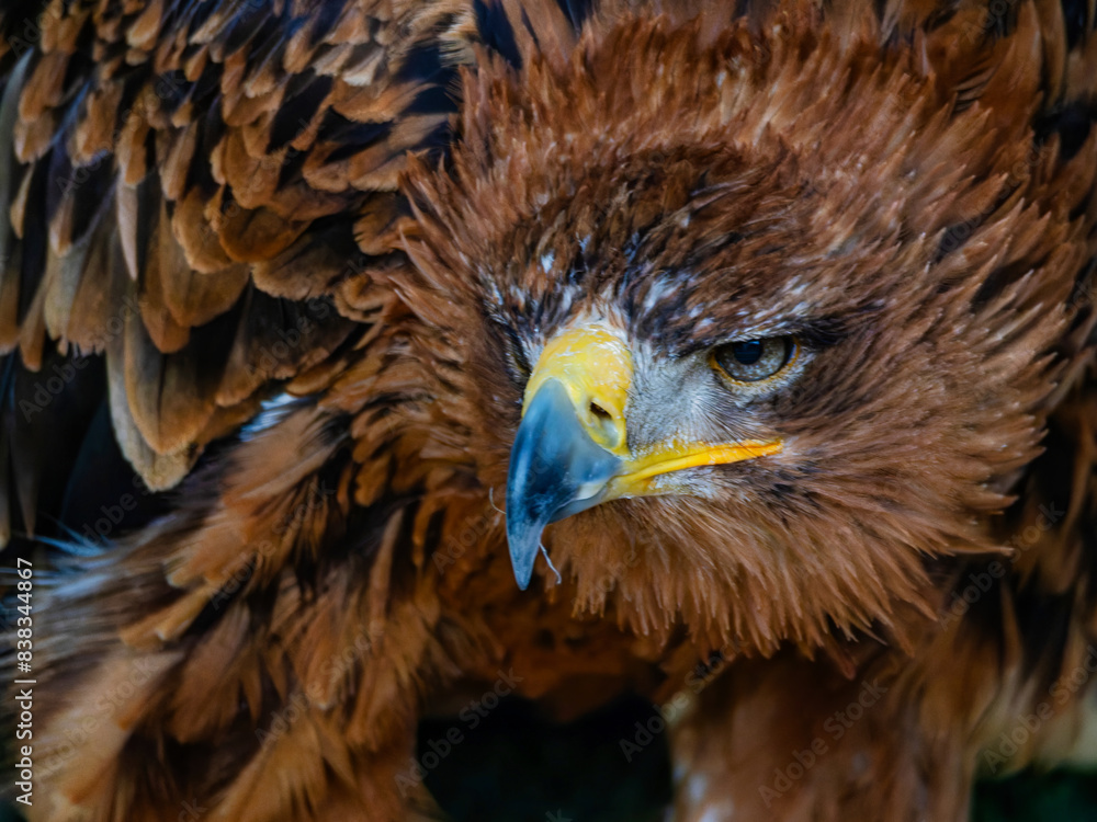 Fototapeta premium Portrait of a majestic Golden Eagle Aquila chrysalis. Majestic hawk icon, with its sharp profile and intense gaze, symbolizing vision, focus, and determination.
