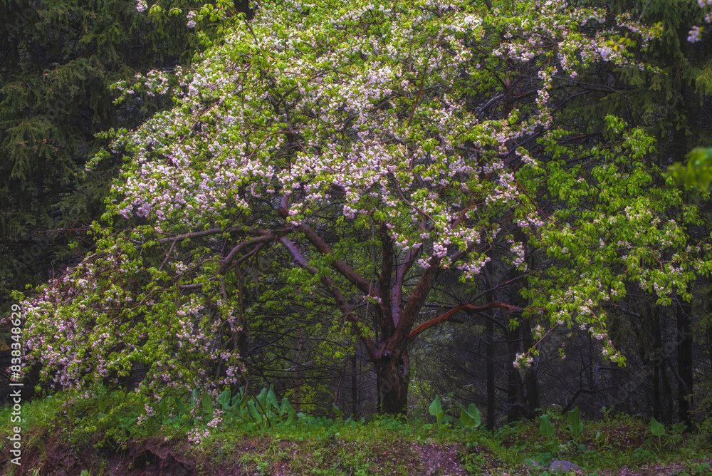 Wild apple tree with blooming buds in a mountain spring forest Wild apple tree with blooming buds in a mountain spring forest
