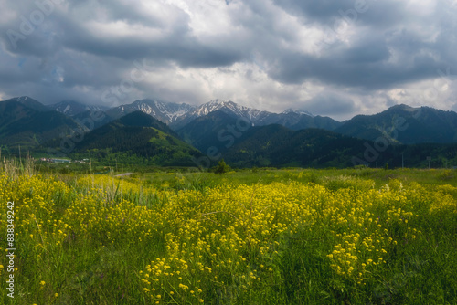 A huge field of fresh whole wild mustard flowers against the backdrop of high mountains and a stormy sky in summer