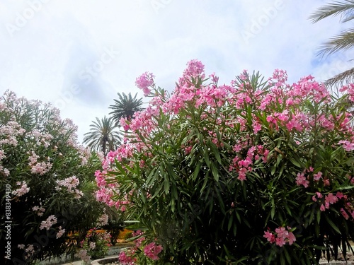 Wallpaper Mural Impressionen aus Palermo 2024 Torontodigital.ca