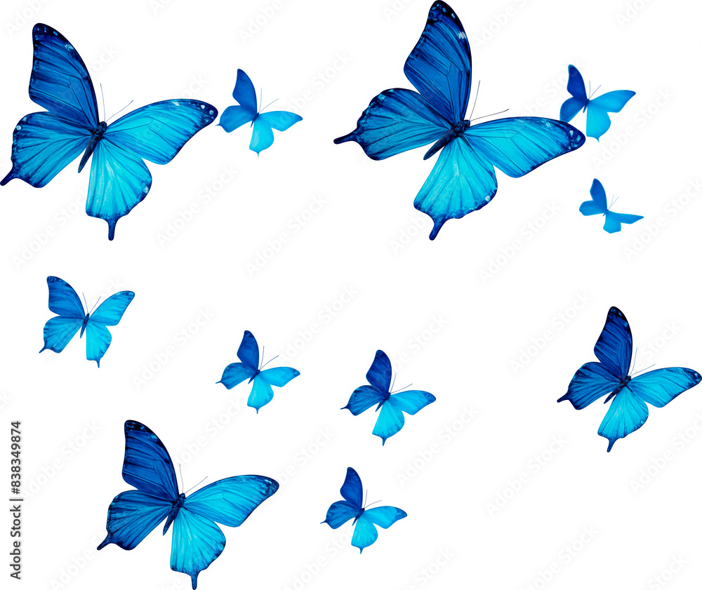colorful butterfly colorful butterfly