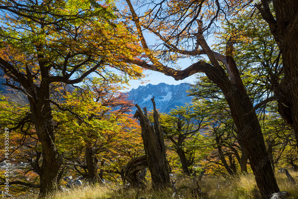 Obraz premium Autumn in Patagonia