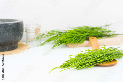 Field horsetail or common horsetail, equisetum arvense