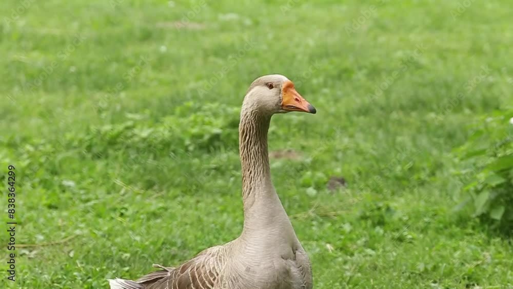Farm goose on green loan in the summer Farm goose on green loan in the summer