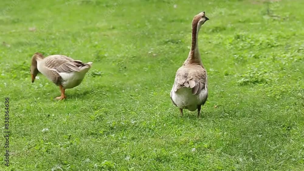 Farm goose on green loan in the summer Farm goose on green loan in the summer