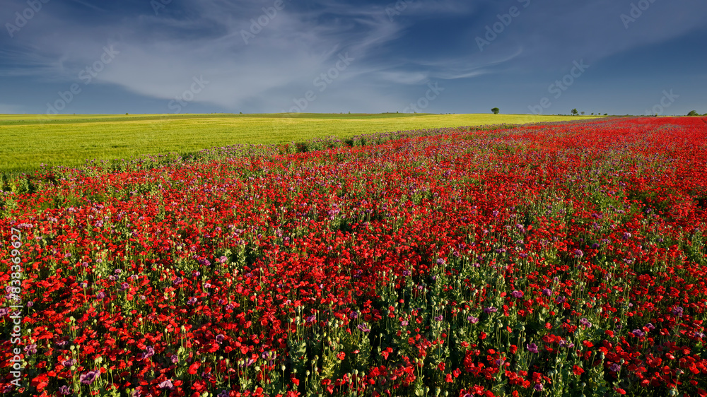 Red poppies in a field with a cloudy sky Red poppies in a field with a cloudy sky
