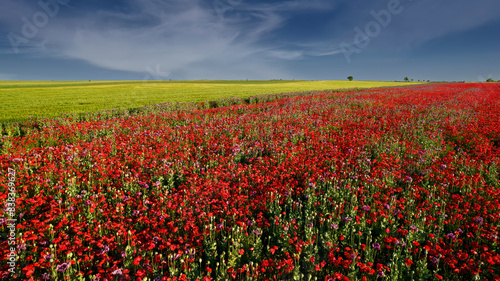 Red poppies in a field with a cloudy sky