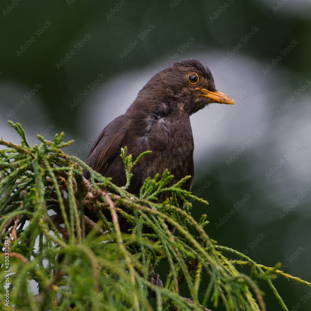 Eurasian blackbird aka The common blackbird or Turdus merula close-up portrait. Male bird on the top of the tree.