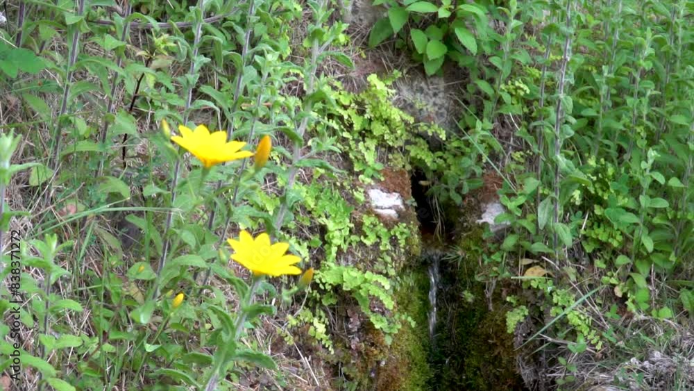 Slow motion, natural spring water surrounded by plants and flowers. Slow motion, natural spring water surrounded by plants and flowers.