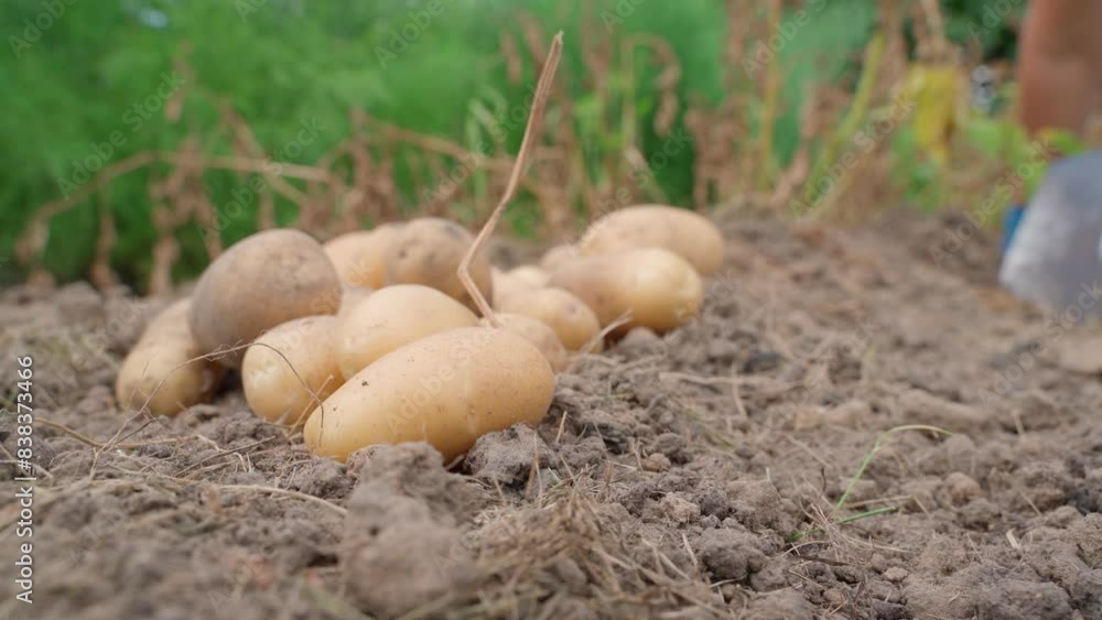 Digging potatoes with a shovel in the background, crops in the foreground Digging potatoes with a shovel in the background, crops in the foreground