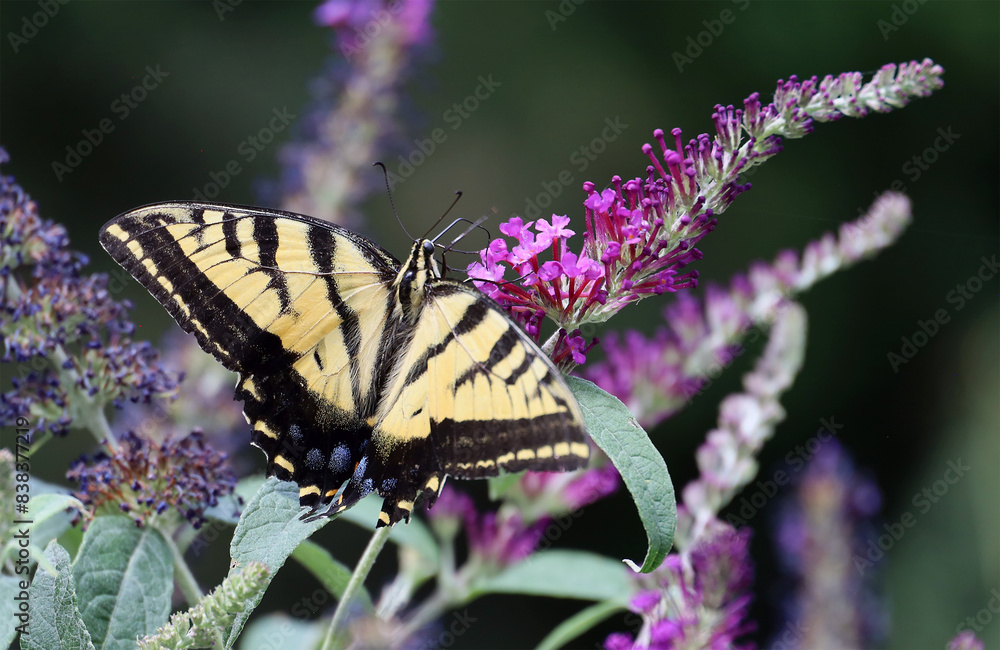 Western tiger swallowtail butterfly on flower Western tiger swallowtail butterfly on flower