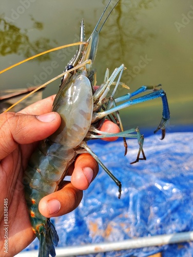 Big freshwater prawn macrobrachyum rosenbergii in hand photo