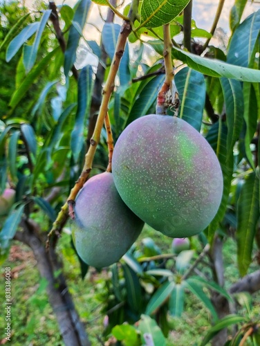 green mango in tree ready for harvesting HD photo