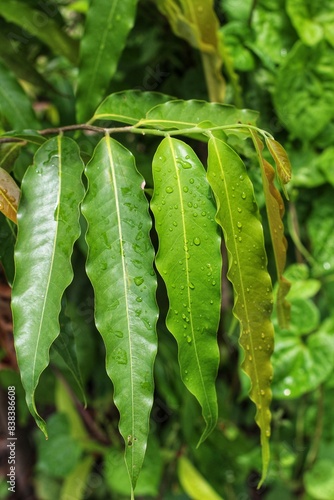 manoon longifolium ashoka tree leaf, green debadaru leaf in nice blur background photo