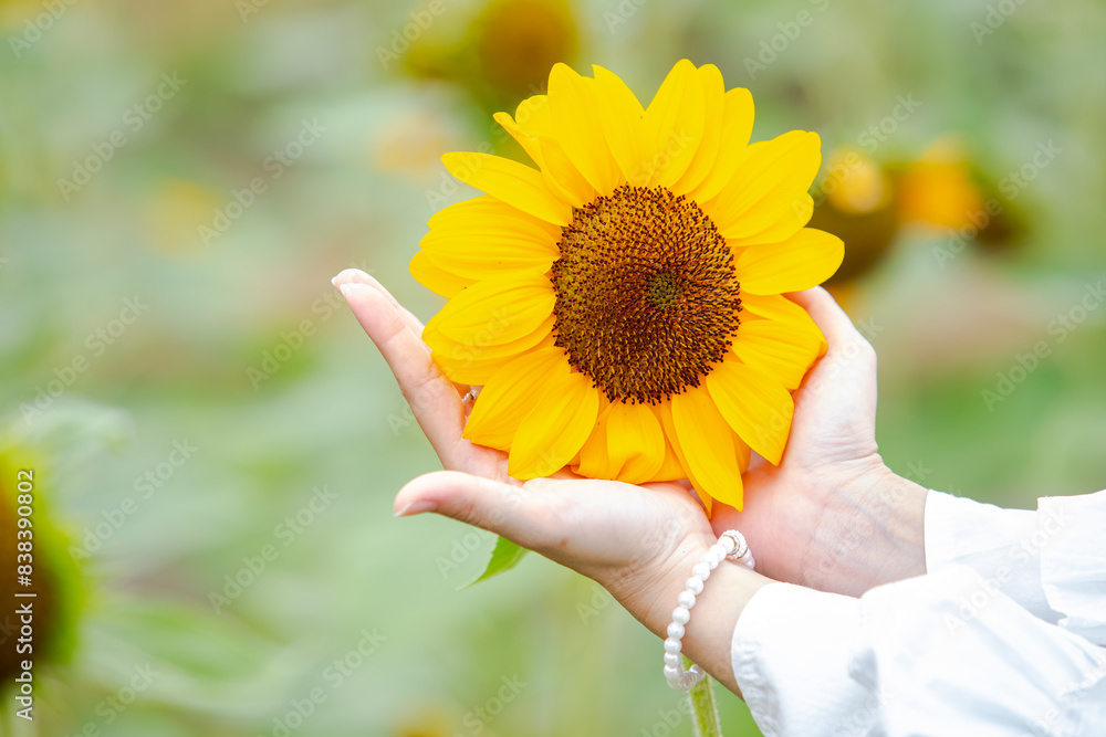 Fototapeta premium Yellow flower, sunflower with blur background. Female hands touching flower. beautiful picture. Sun shines bright.