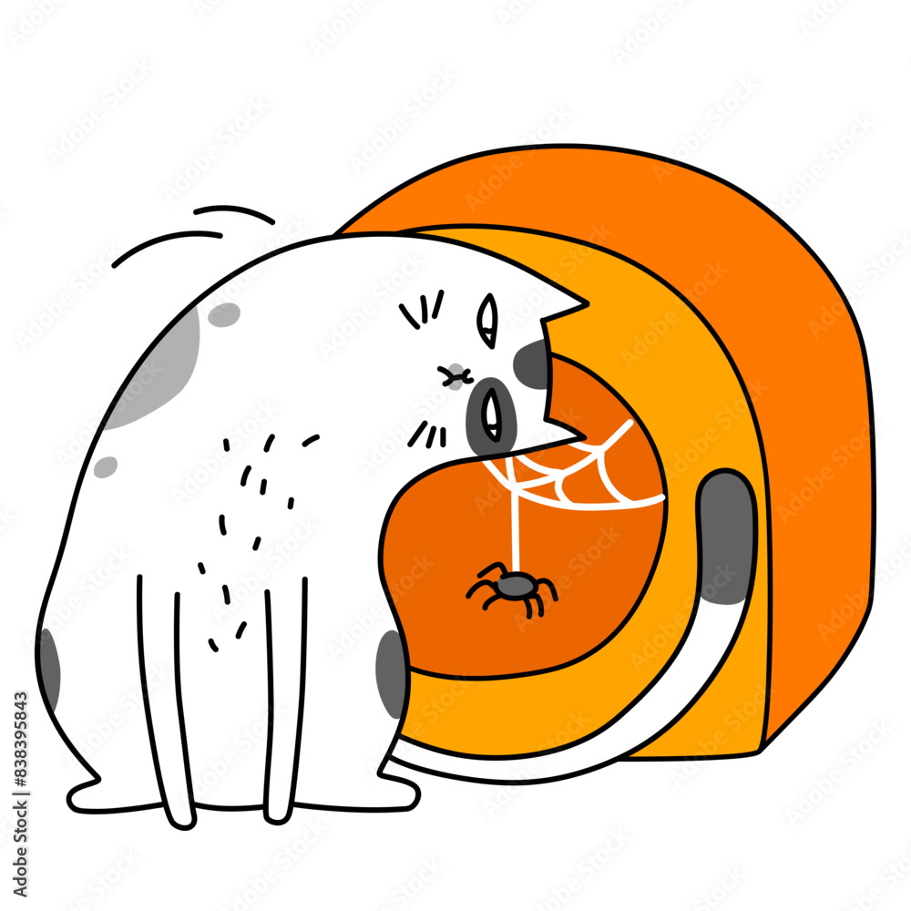 Spider in a cat house Spider in a cat house