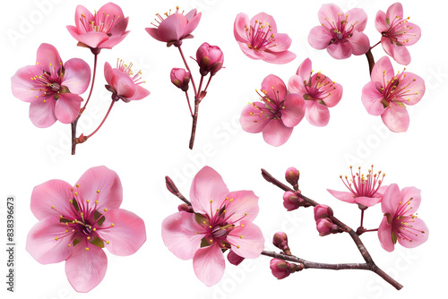 Set of cherry blossom flowers isolated on a transparent background