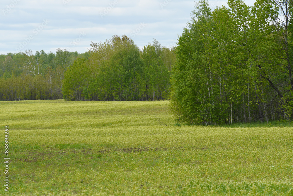 Obraz premium A green field near the forest. Spring landscape. The countryside.