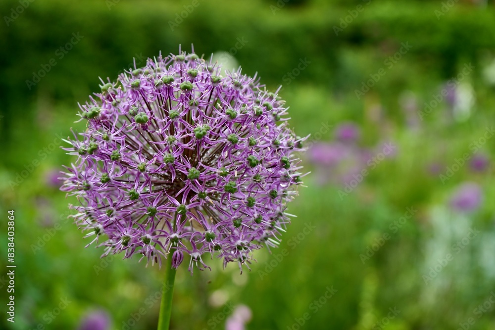 A Beautiful Purple Giant Onion Flower, Allium Giganteum, with green leaves behind. A Beautiful Purple Giant Onion Flower, Allium Giganteum, with green leaves behind.