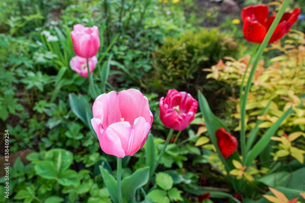 Pink tulips bloom in the spring garden. Pink tulips bloom in the spring garden.