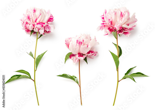 Fototapeta Naklejka Na Ścianę i Meble -  set of three colorful filled pink and white striped garden peonies isolated over a transparent background, floral garden, gifting, interior or floristry design elements, top view / flat lay