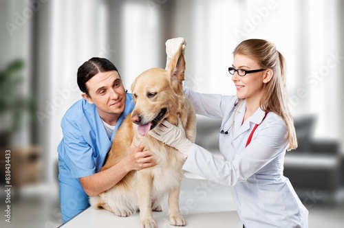 Veterinarians doctors examination dog in a modern veterinary clinic © BillionPhotos.com