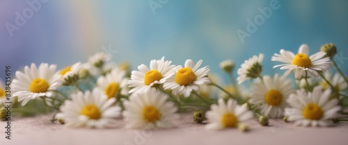 Camomile flowers lying as a frame on pastel background.