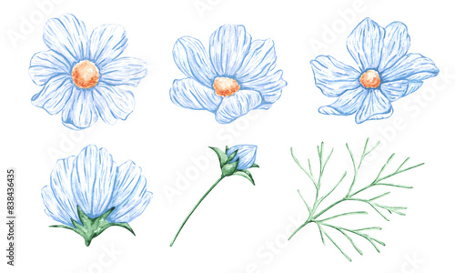 Wallpaper Mural Flowers set watercolor illustrations. Blue flowers. Bud, petal, leaf. Cosmos flowers. Nature, plant, flower, flora. Delicate bouquet. Blue, white, yellow, green colors. Illustrations isolated.  Torontodigital.ca