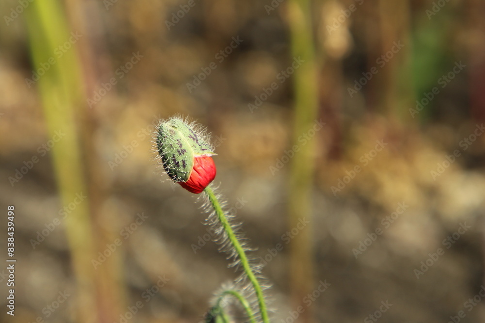 Obraz premium A flower with a red stem