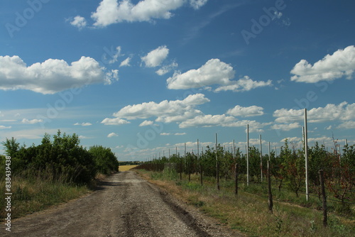 A dirt road with trees on either side of it