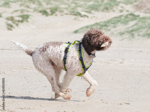 Lagotto romagnolo am Strand photo