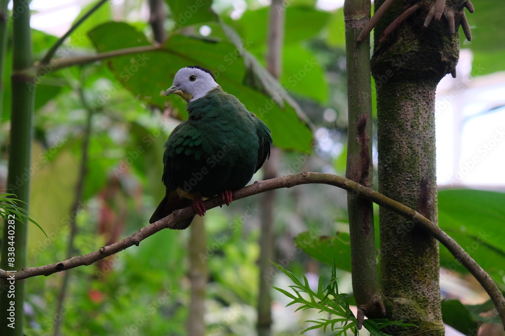 Obraz premium Green bird with white head on a branch