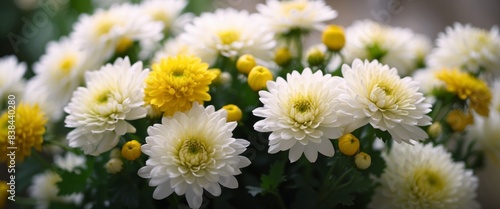 Bouquet of white and yellow chrysanthemum.