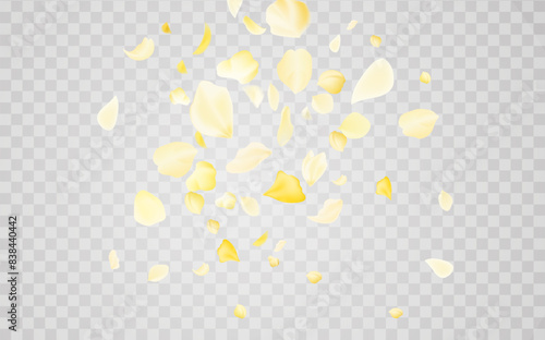 Yellow falling rose or sunflowers petals.Transparent panoramic horizontal background.Amber flower spring template.