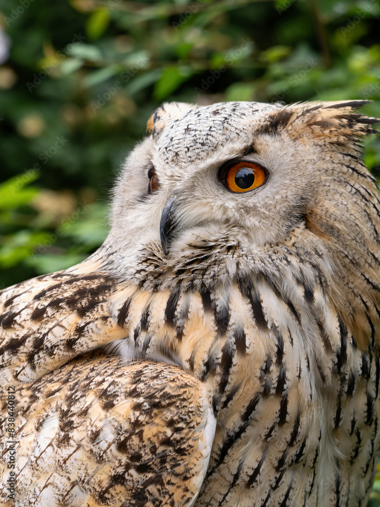 Obraz premium Beautiful eurasian great horned eagle owl portrait. (Bubo bubo) in summer nature, one of the largest species.