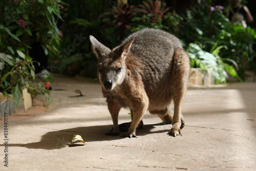 Tammar Wallaby on the ground with plants in the back