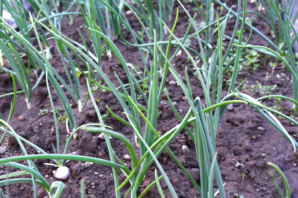 green onions growing in the garden green onions growing in the garden
