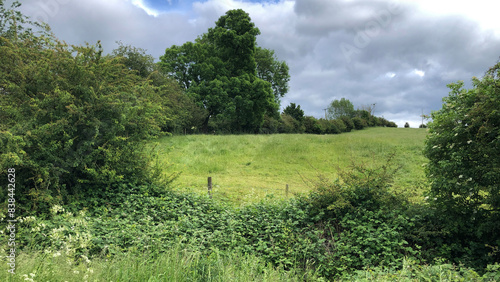 Farmland with trees, hedges and a grass meadow