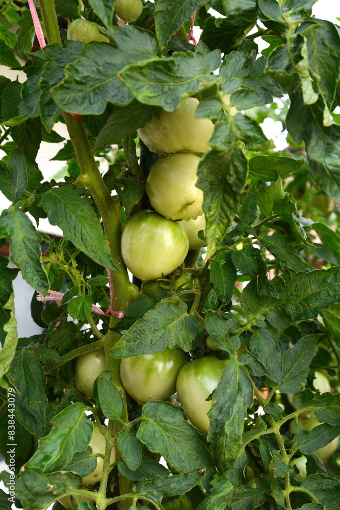 Unripe green tomatoes growing on a branch in the garden. Tomatoes in the garden bed with the green fruits. Green tomatoes on a bush. Unripe green tomatoes growing on a branch in the garden. Tomatoes in the garden bed with the green fruits. Green tomatoes on a bush.