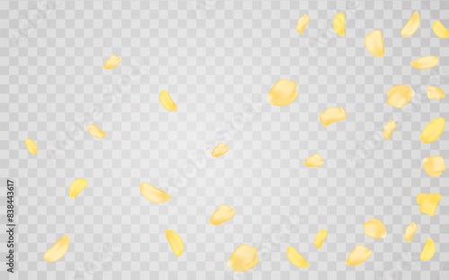 Yellow falling rose or sunflowers petals.Transparent panoramic horizontal background.Amber flower spring template.